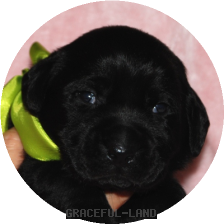 男の子(黄緑 母犬エメラルド)